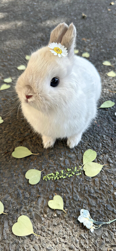 壁纸