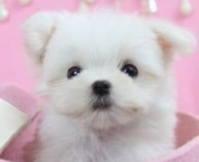inu