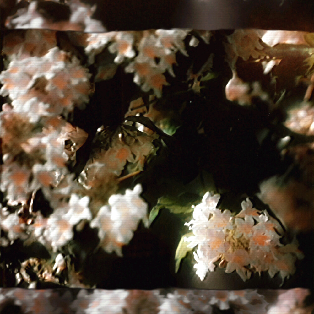 如春水映梨花、Eternal Romance..."椿"