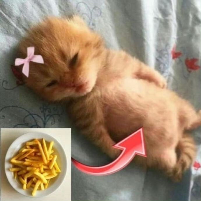 ʟsᴜɴɪᴄᴏʀɴ