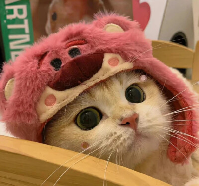 可爱猫咪头像