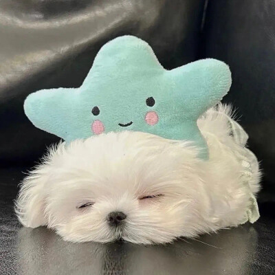 可爱猫咪头像
