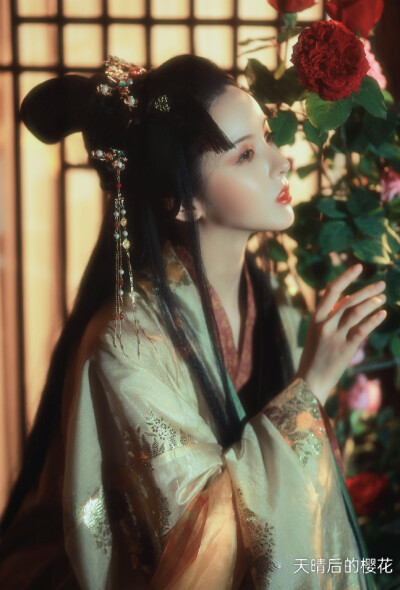 天晴后的樱花
