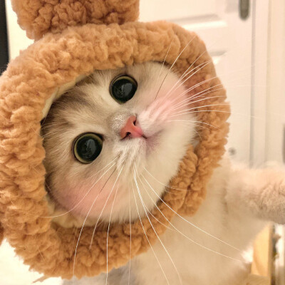 可爱猫咪头像