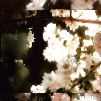 如春水映梨花、Eternal Romance..."椿"