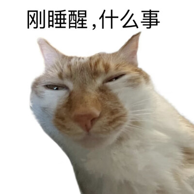 表情包