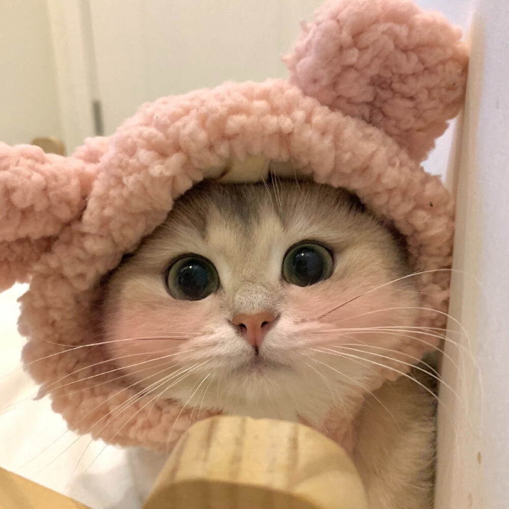 可爱猫咪头像