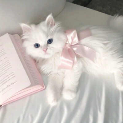 可爱猫咪 头像