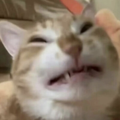 沙雕猫咪表情包