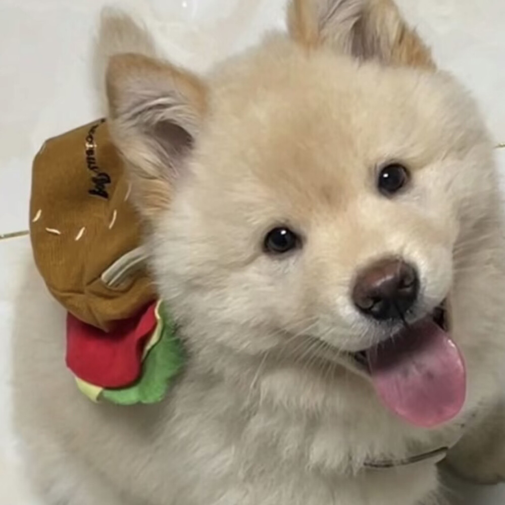 铲屎官可爱猫咪头像