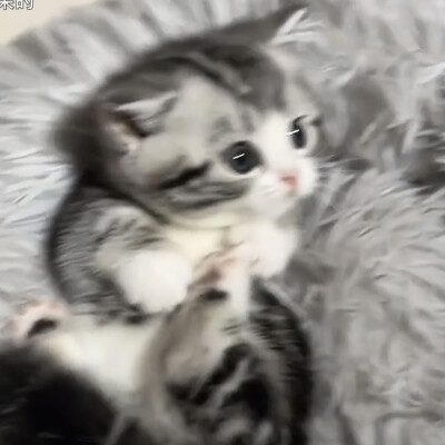 可爱小猫咪