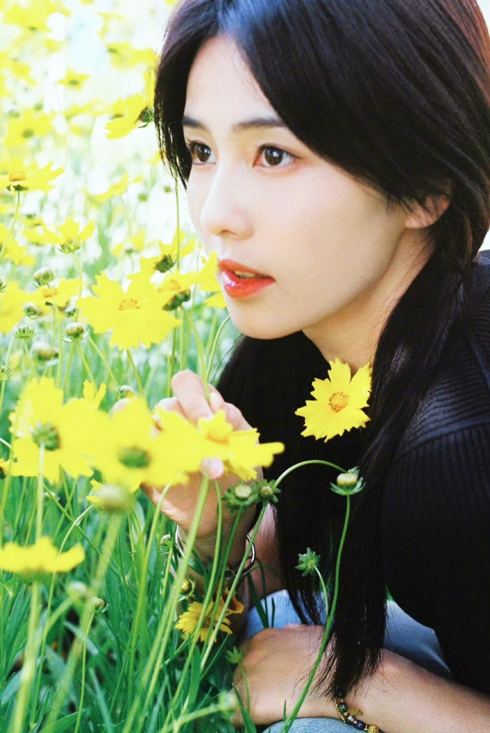 白鹿