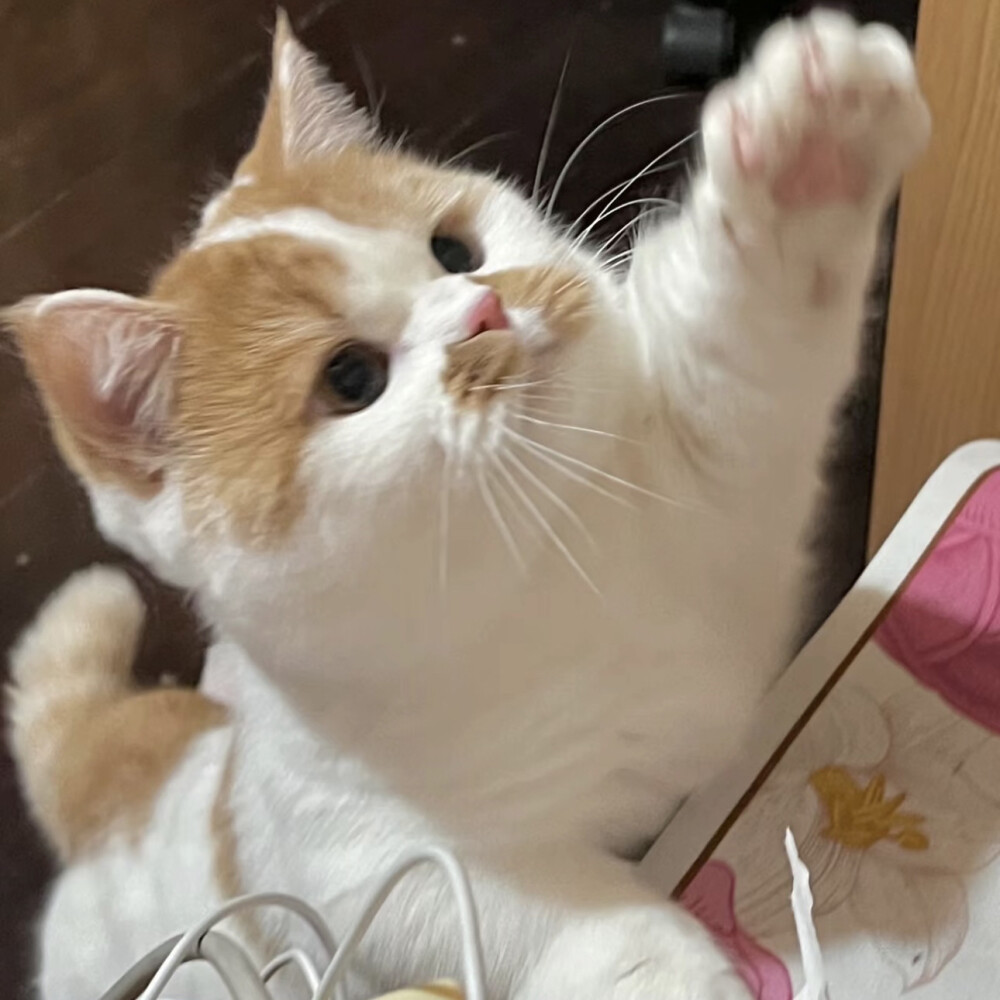 铲屎官可爱猫咪头像