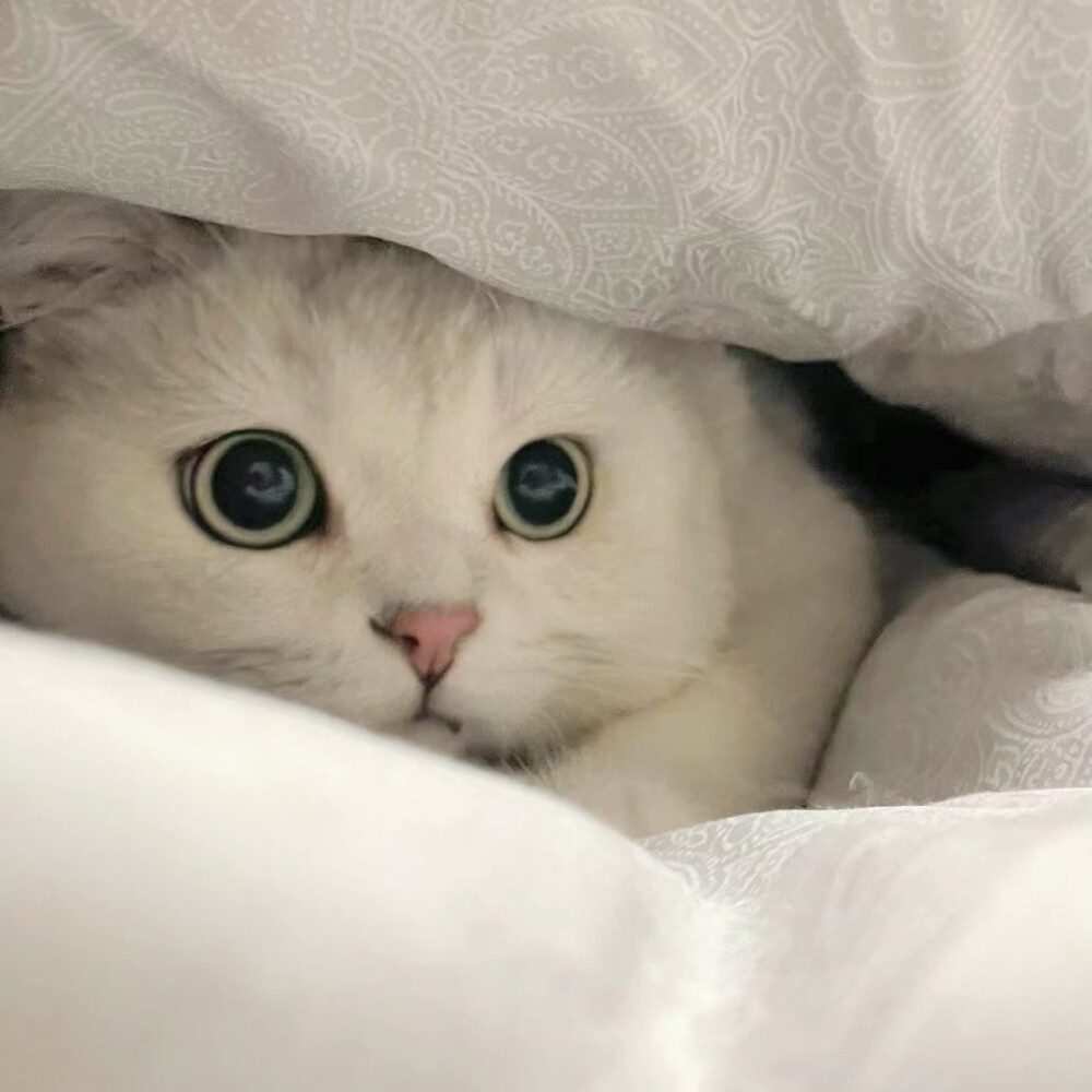 铲屎官可爱猫咪头像