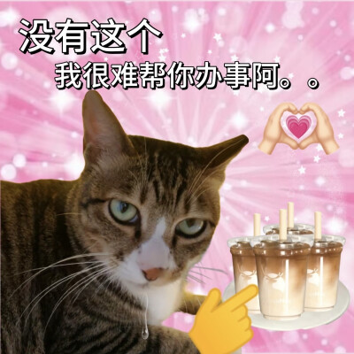 沙雕猫咪表情包