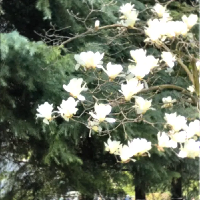 杳杳春来时