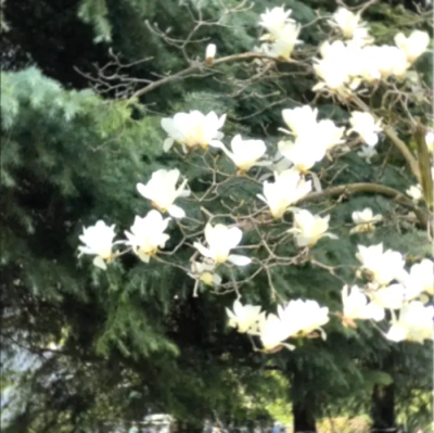 杳杳春来时