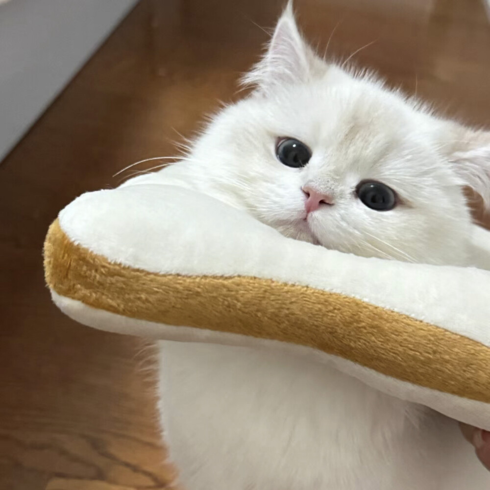 铲屎官可爱猫咪头像