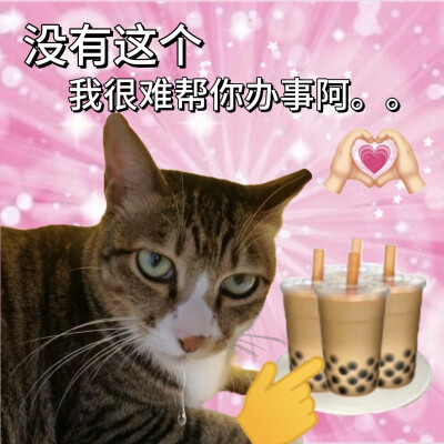 沙雕猫咪表情包
