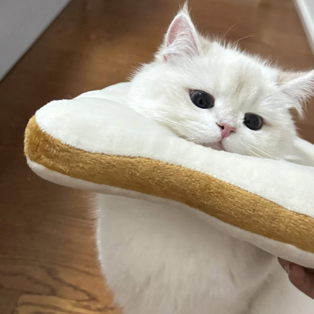 铲屎官可爱猫咪头像