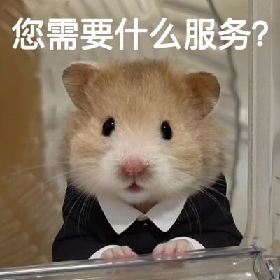 金丝熊表情包