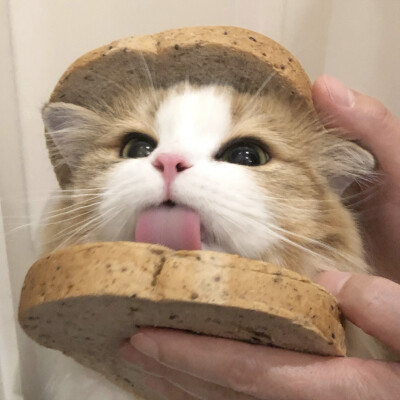 铲屎官可爱猫咪头像