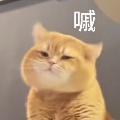 沙雕猫咪表情包