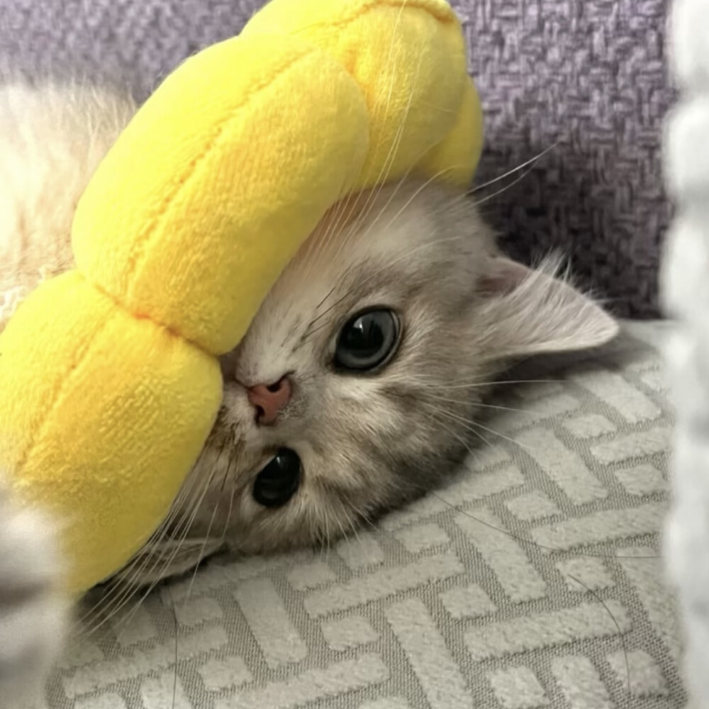 铲屎官可爱猫咪头像