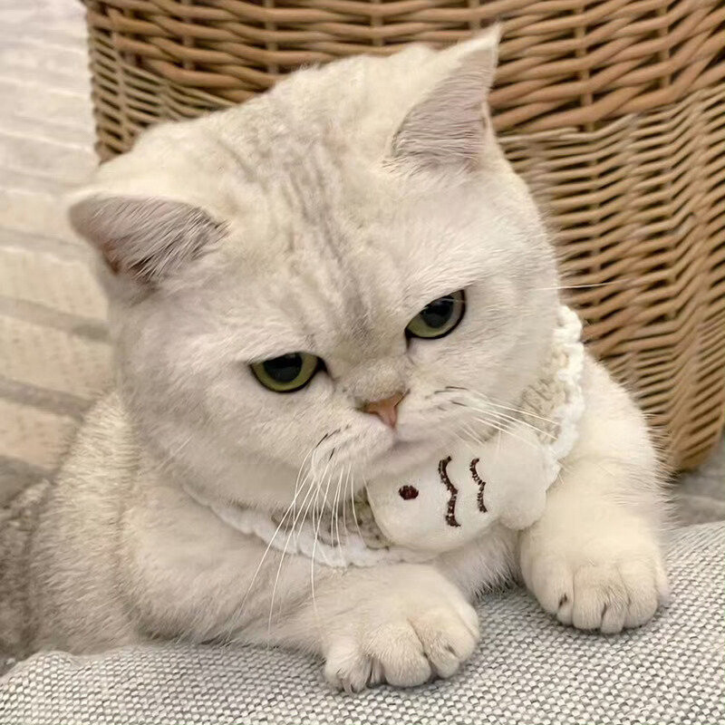 铲屎官可爱猫咪头像