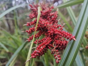 吉安随拍：花花草草之浆果薹草