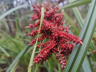 吉安随拍：花花草草之浆果薹草