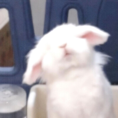 兔兔