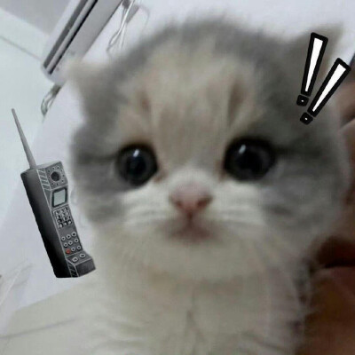 猫猫