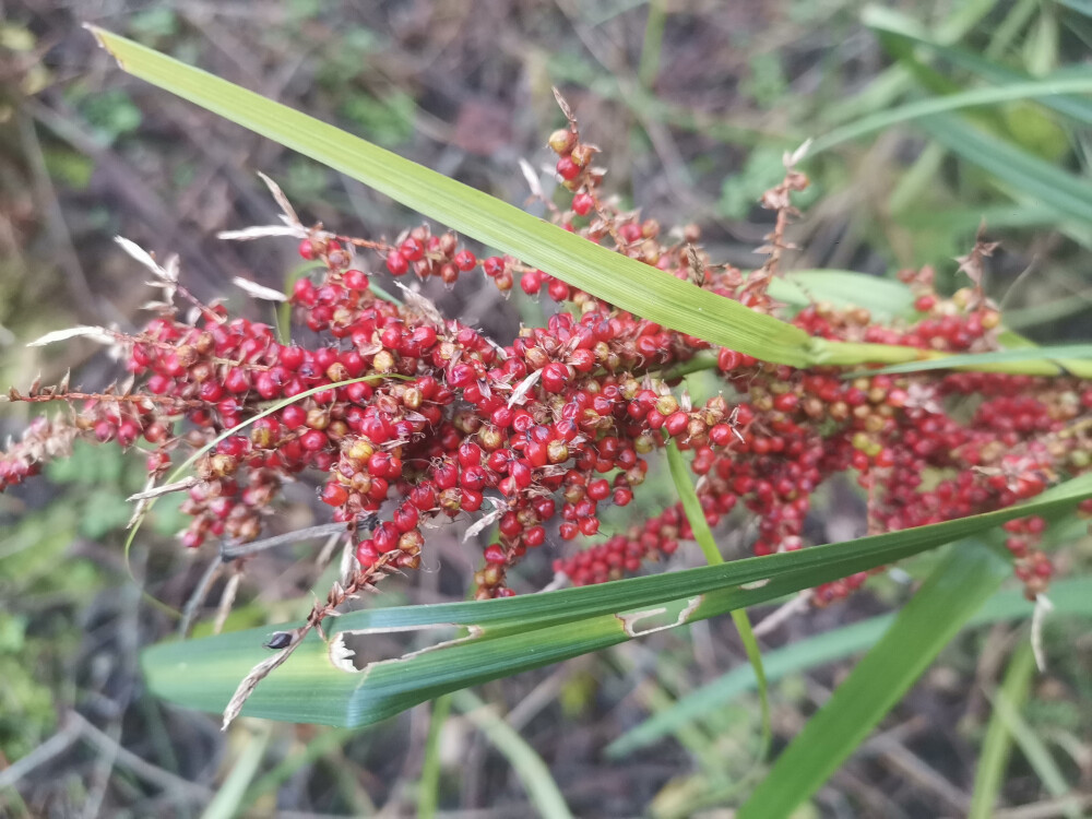 吉安随拍：花花草草之浆果薹草