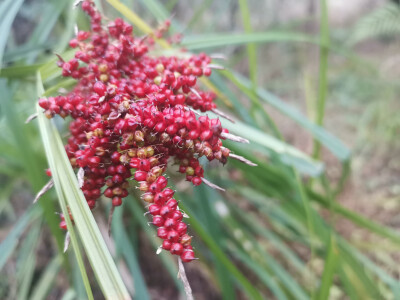 吉安随拍：花花草草之浆果薹草