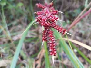 吉安随拍：花花草草之浆果薹草