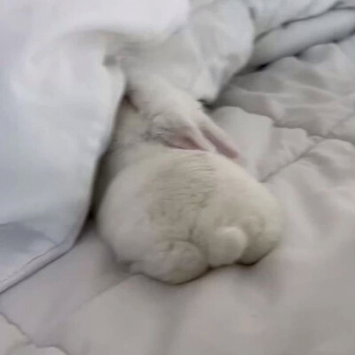 兔兔