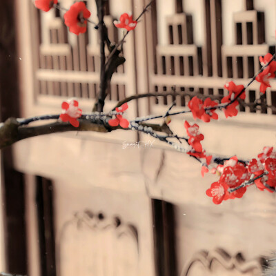 ''추운 겨울-雪芽梅子季（Spring is coming...）