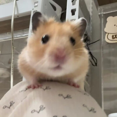 鼠鼠
