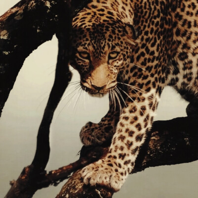 我的悲伤 是坠入尼罗河的那滴眼泪