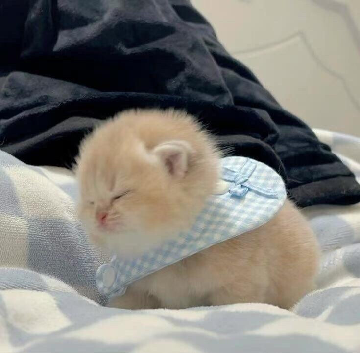 猫猫
