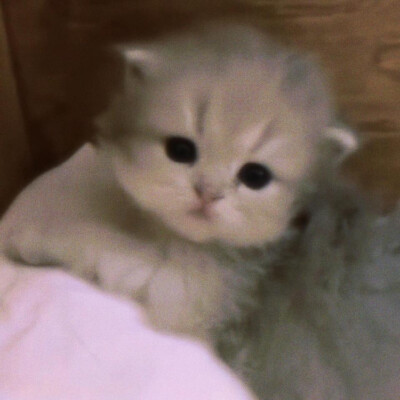 猫猫