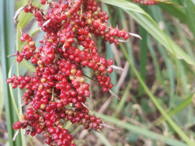 吉安随拍：花花草草之浆果薹草