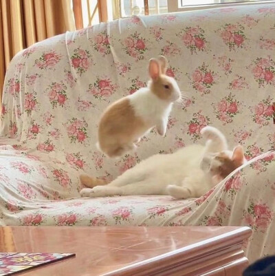 兔兔
