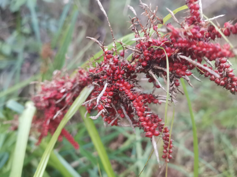 吉安随拍：花花草草之浆果薹草