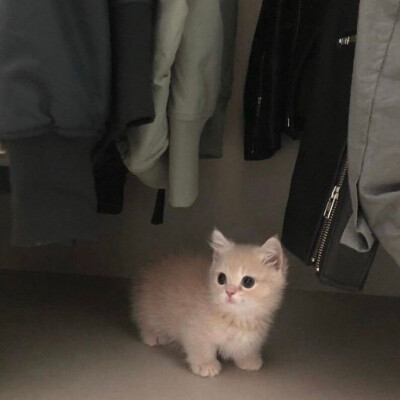 猫猫