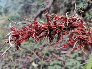 吉安随拍：花花草草之浆果薹草
