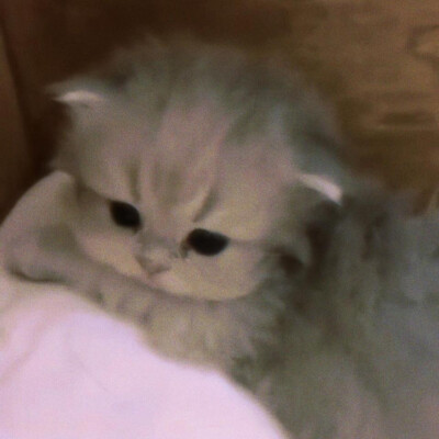 猫猫