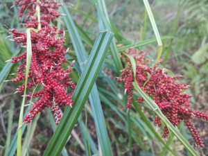 吉安随拍：花花草草之浆果薹草