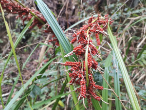 吉安随拍：花花草草之浆果薹草